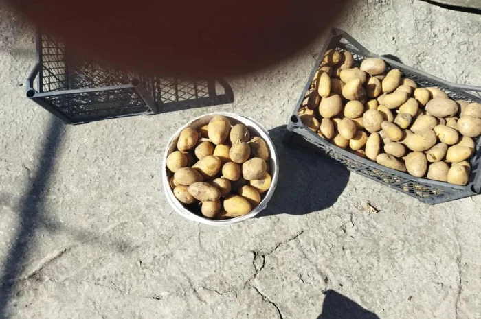 Пропоную якісну посадкову картоплю- фото № 1