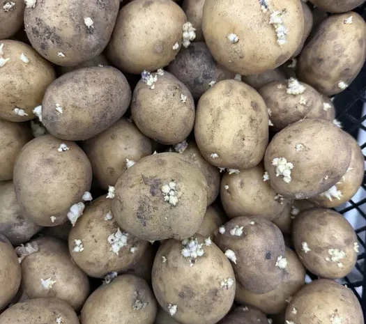 Картофель Рив'єра – високий урожай- фото № 1