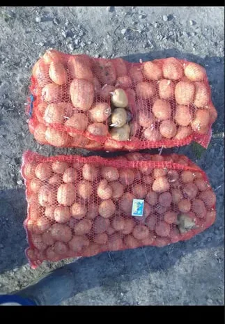 Продается картошка Рівєра для посадки и в пищу- фото № 1