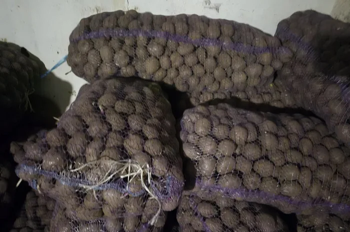 Картошка посадочная Беллароса и Цыганка в продаже- фото № 1