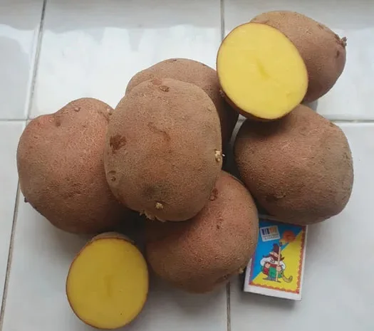 Пропоную картошку Бела-Роса- фото № 1