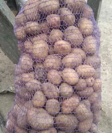 Продается посадочная картошка Пікассо- фото № 1