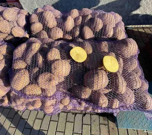 Пропонується картопля сорту Біла Роса- фото № 1