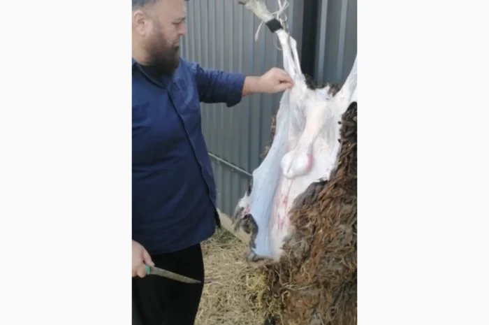 Продается баранина с собственного хозяйства- фото № 1