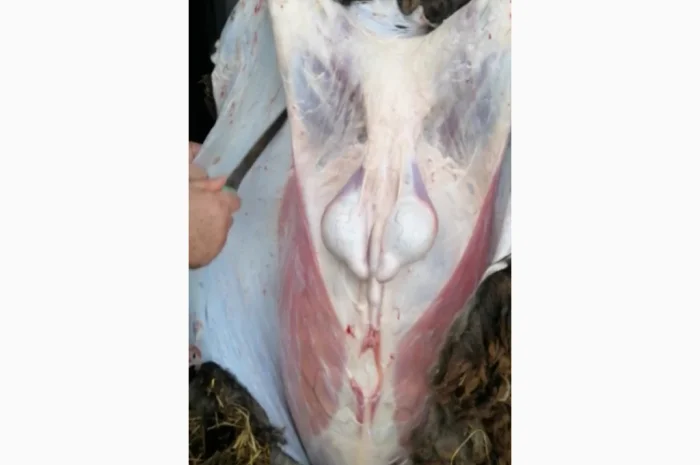 Продается баранина с собственного хозяйства- фото № 2