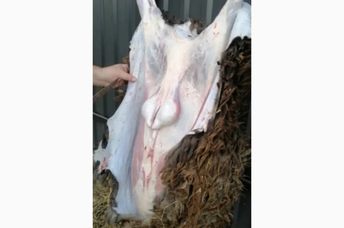 Продается баранина с собственного хозяйства- фото № 3