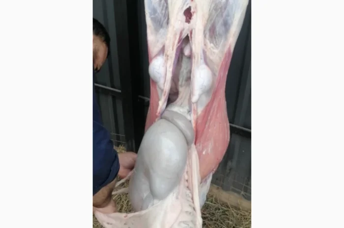 Продается баранина с собственного хозяйства- фото № 4