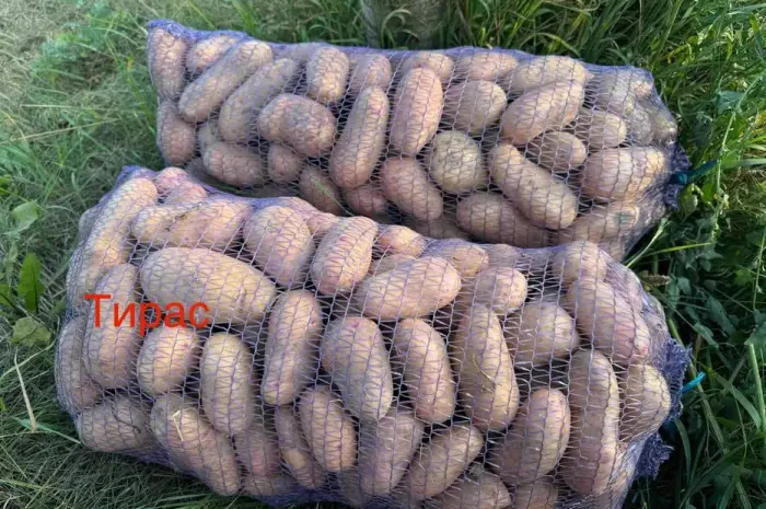 Продам картоплю Тирас ПЕРША РЕПРОДУКЦІЯ- фото № 1
