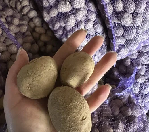 Насінна картопля сорту «Мелоді»- фото № 1