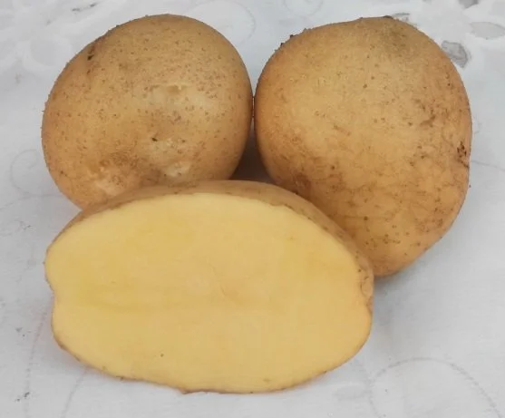 Продається картопля сорту Адретта- фото № 1