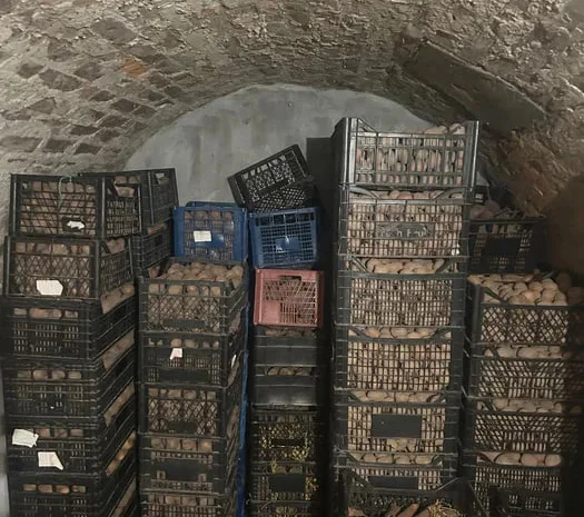 Пропонується велика та насіннєва картопля сортів Санте- фото № 1