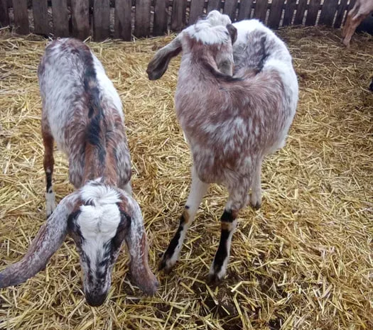 Продаються дійні нубійські кози високого відсотка- фото № 1