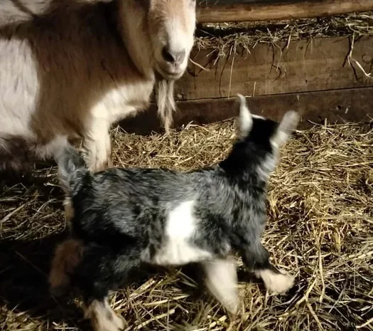 Продаються дійні кози- фото № 1