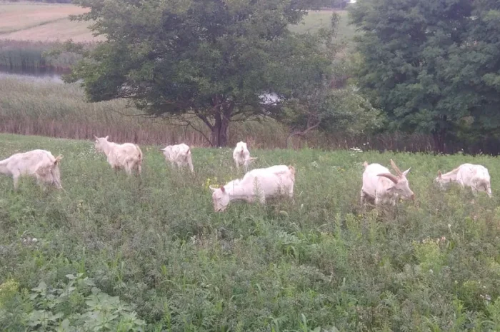 Продаються зааненські козлики- фото № 1