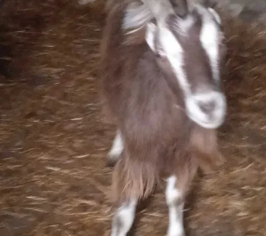 Продаються справжні Зааненські кози та Ламанчі- фото № 1