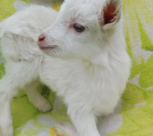 Продаються зааненські козочки від високоякісної мами- фото № 1