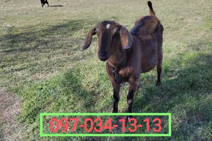 Нубійські кози на продажу в Мологі- фото № 1