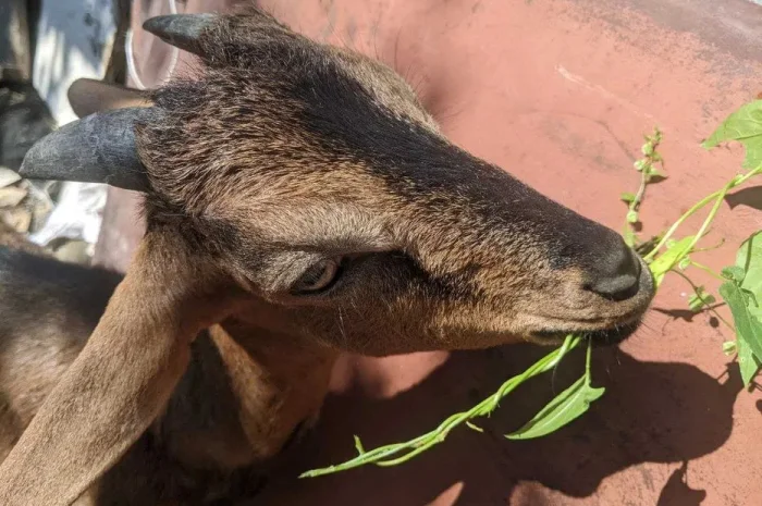 Взросла англо-нубійська коза на продаж- фото № 1