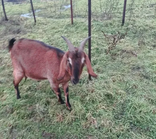 Коза англонубійської породи 86% на продажу- фото № 1