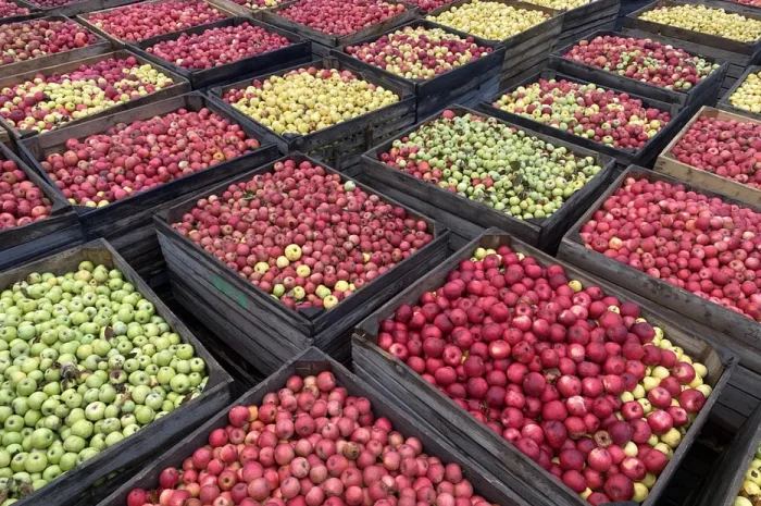 Продаются яблоки для переработки- фото № 1