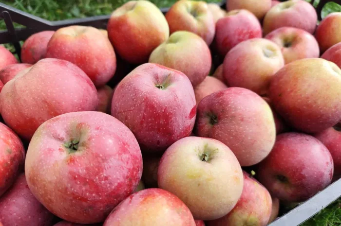 Продаються яблука сорту Айдаред на переробку- фото № 1