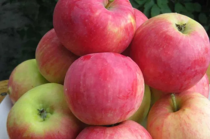 Яблука сорту Edera (Едера) на переробку- фото № 1