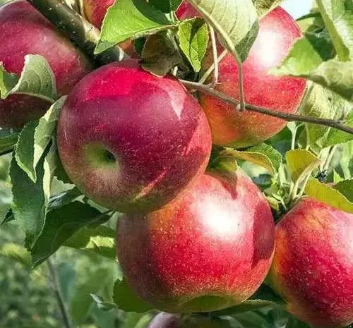 Яблоки сорта Priam (Пріам) на переработку- фото № 1