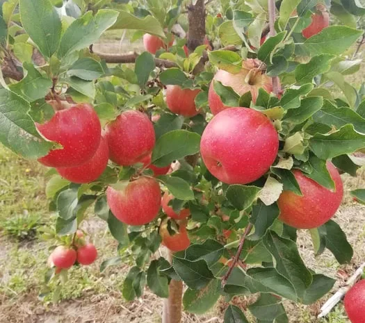 Яблоки разных сортов для сока, мед и саженцы- фото № 1