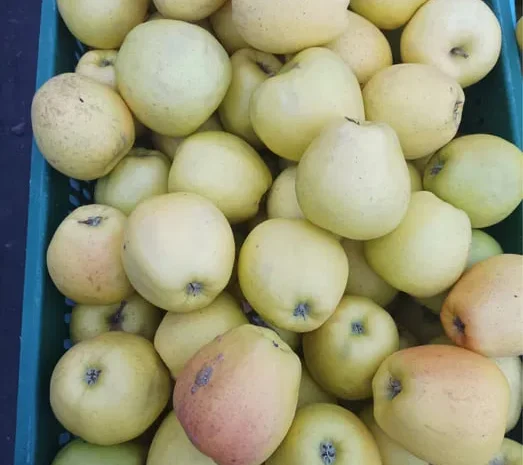 Продаются яблоки сорта Голден для сока- фото № 1