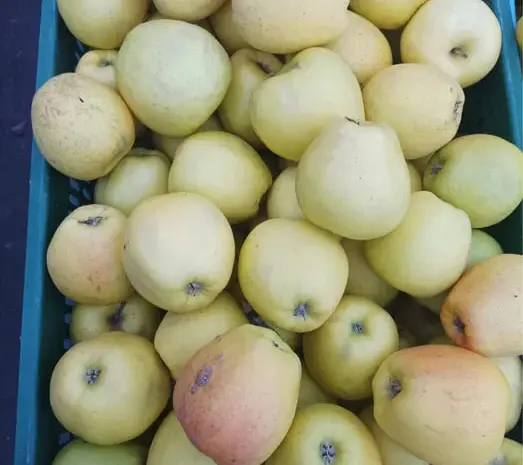 Продам домашні яблука Голден на сік- фото № 1