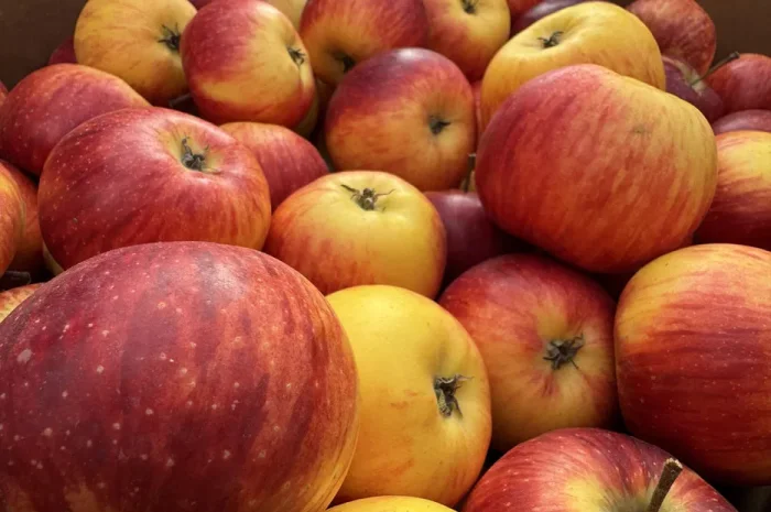 Яблоки разных сортов на сок — Богема, Голден, Скифское золото- фото № 1