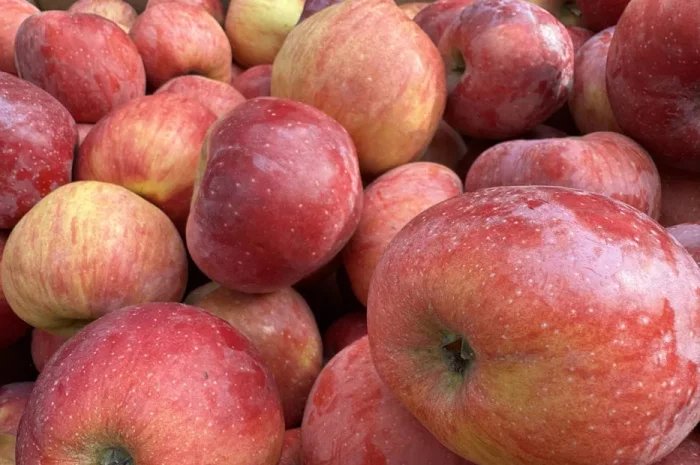 Яблоки разных сортов на сок — Богема, Голден, Скифское золото- фото № 2