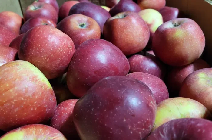 Оптовая продажа яблок осенних и зимних сортов для сока- фото № 1