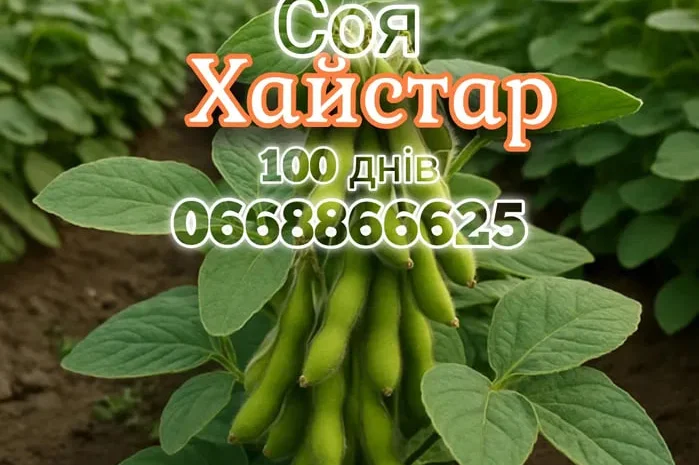 Купить семена сои под раундап- фото № 1