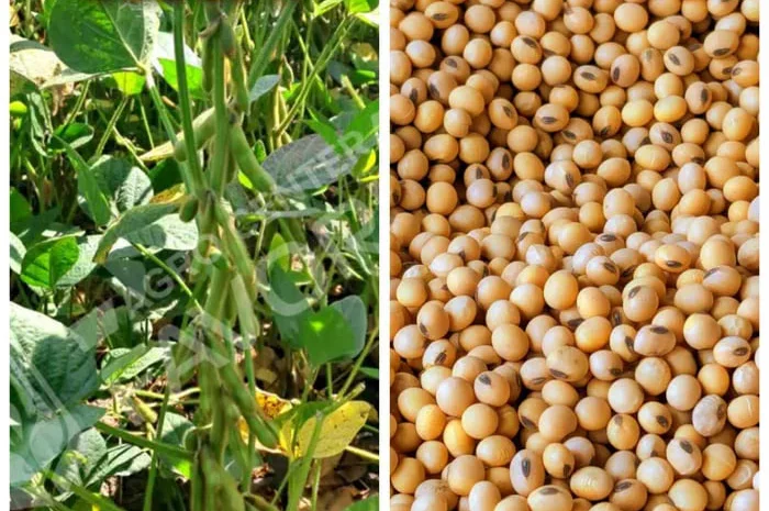 Продается посевная соя от производителя- фото № 1