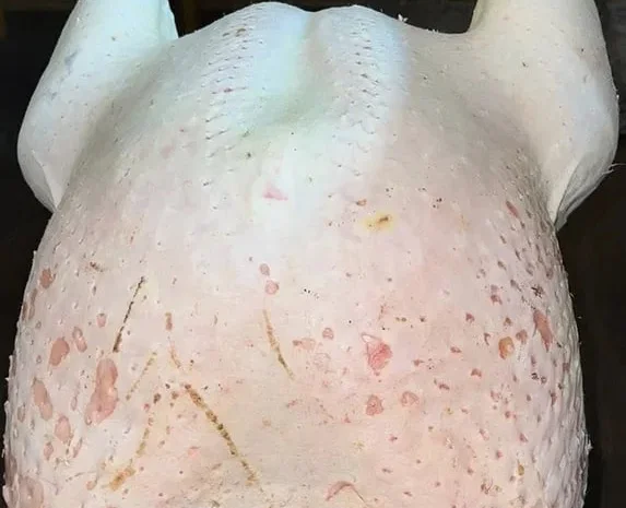 Тушка індика, козлика, індокачки, півня.- фото № 1