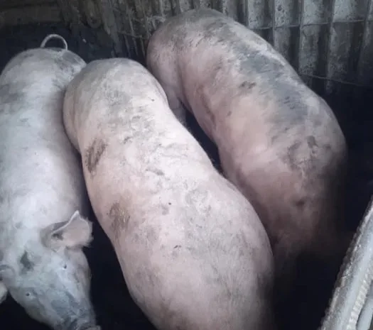 Свиньи живым весом, крупные, мясные породы- фото № 1