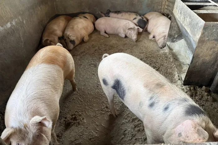 Свини живым весом- фото № 1