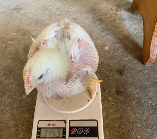 Бройлер живым весом подрощенный- фото № 1