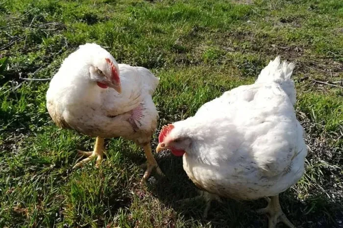 Бройлер живой вес- фото № 1