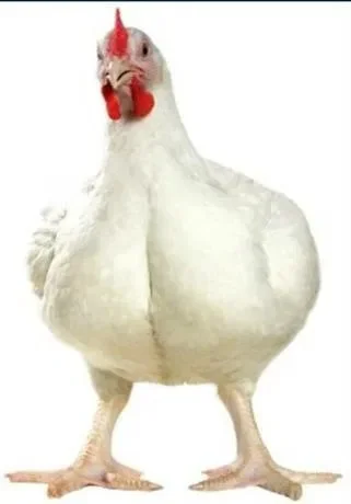 Бройлер Живым Весом- фото № 1