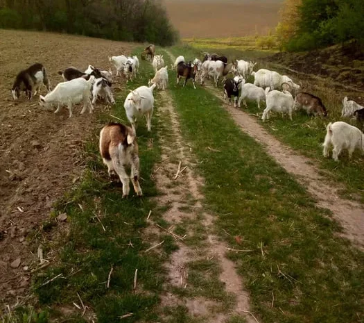 Продаж домашніх кіз жива вага- фото № 1