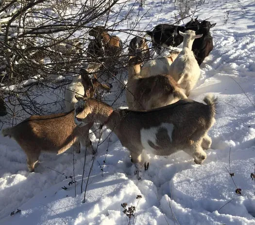 Кози та козли живою вагою- фото № 1