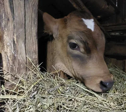 Продам ВРХ з господарства живою вагою- фото № 1