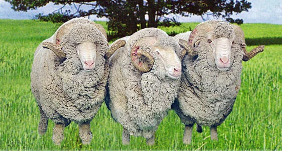 Баранина, вівці, жива вага- фото № 1