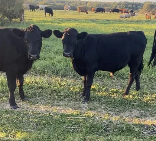 Продам бички мʼясної породи жива вага- фото № 1