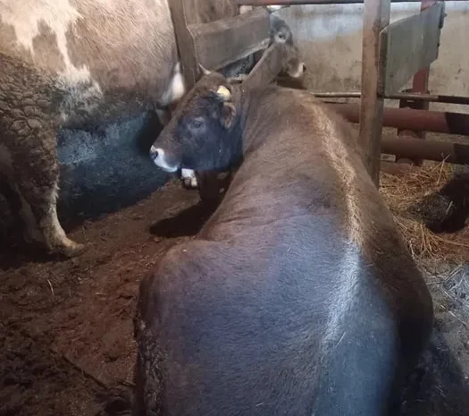 Продам бичків жива вага- фото № 1