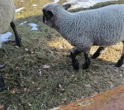 Продам вівці породи Суффолк жива вага- фото № 1
