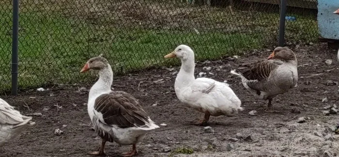 Продам гусей молоді жива вага- фото № 1