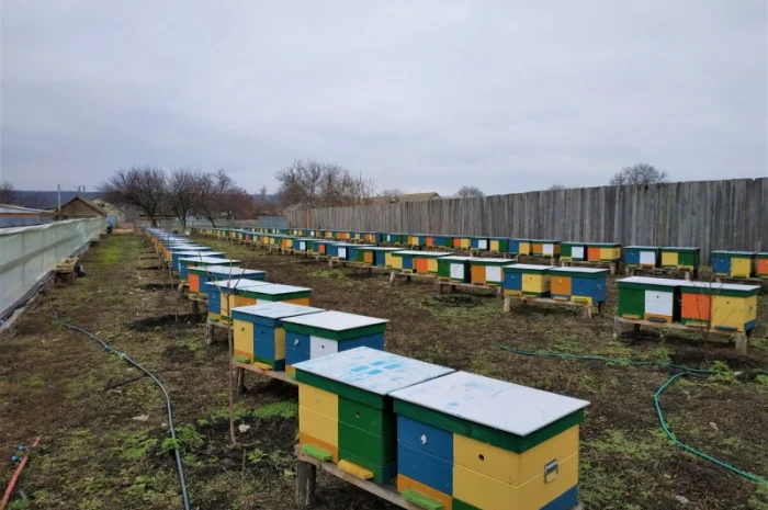 Пропонуються бджолопакети 3+1 та 4 рамки- фото № 1